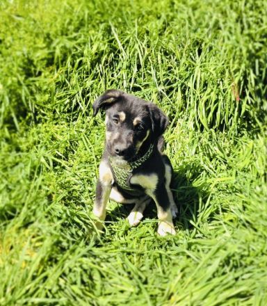 Frieda sucht ein Zuhause