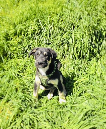 Frieda sucht ein Zuhause