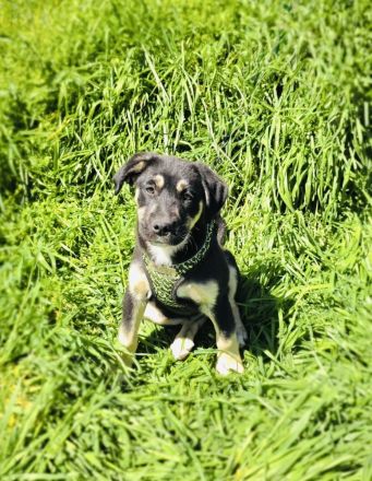 Frieda sucht ein Zuhause