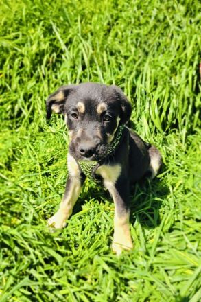 Frieda sucht ein Zuhause