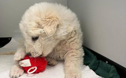 Möchtest du Genevieves großes Wunder sein?