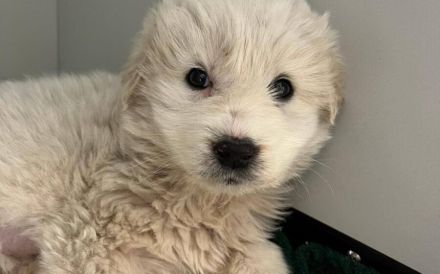 Möchtest du Genevieves großes Wunder sein?