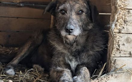 Eric sucht ein warmes Körbchen