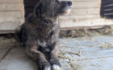 Eric sucht ein warmes Körbchen