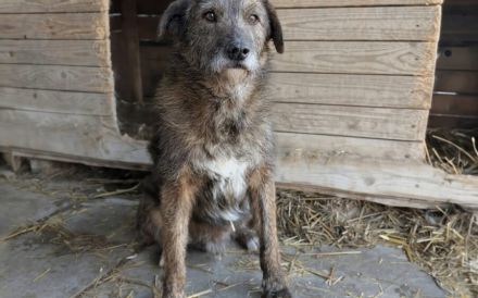 Eric sucht ein warmes Körbchen