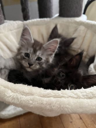 Reinrassige Maine Coon Kitten in Black-Smoke & Blue, beide Eltern-Cats XXL groß mit Stammbaum