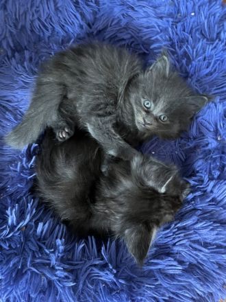 Reinrassige Maine Coon Kitten in Black-Smoke & Blue, beide Eltern-Cats XXL groß mit Stammbaum