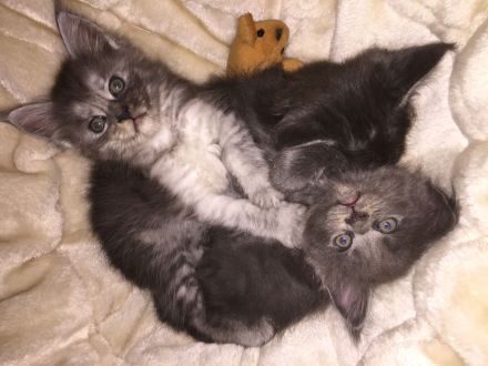 Reinrassige Maine Coon Kitten in Black-Smoke & Blue, beide Eltern-Cats XXL groß mit Stammbaum