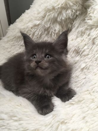Reinrassige Maine Coon Kitten in Black-Smoke & Blue, beide Eltern-Cats XXL groß mit Stammbaum