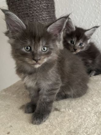 Reinrassige Maine Coon Kitten in Black-Smoke & Blue, beide Eltern-Cats XXL groß mit Stammbaum