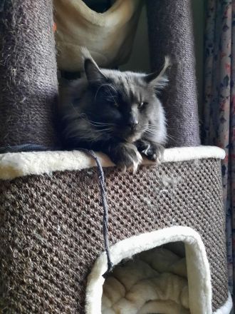 Reinrassige Maine Coon heute am 6 April geboren worden, beide Eltern-Cats XXL groß mit Stammbaum