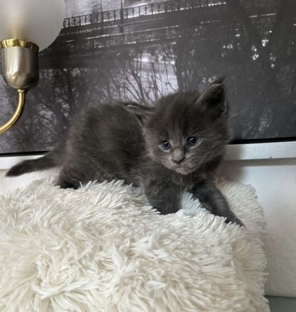 Reinrassige Maine Coon Kitten in Black-Smoke & Blue, beide Eltern-Cats XXL groß mit Stammbaum