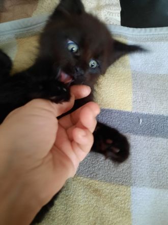 Reinrassige Maine Coon Kitten in Black-Smoke & Blue, beide Eltern-Cats XXL groß mit Stammbaum