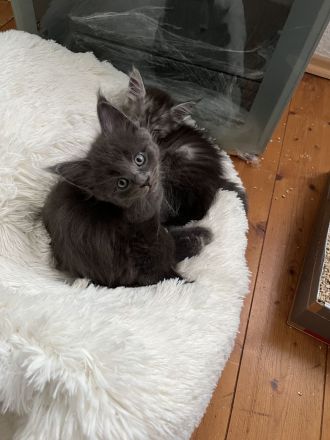 Reinrassige Maine Coon Kitten in Black-Smoke & Blue, beide Eltern-Cats XXL groß mit Stammbaum