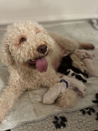Lagotto Romagnolo Welpen