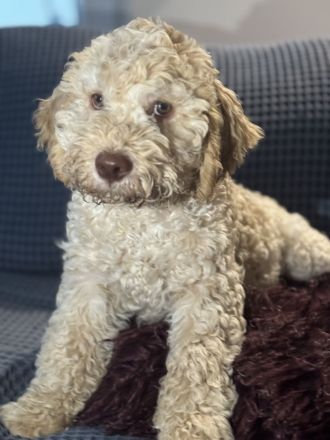 Ein letzter Lagotto Romagnolo Welpe - Rüde 9 1/2 Wochen alt - sucht ein neues zu Hause