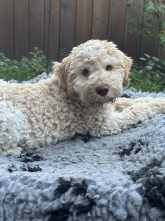 Ein letzter Lagotto Romagnolo Welpe - Rüde 9 1/2 Wochen alt - sucht ein neues zu Hause