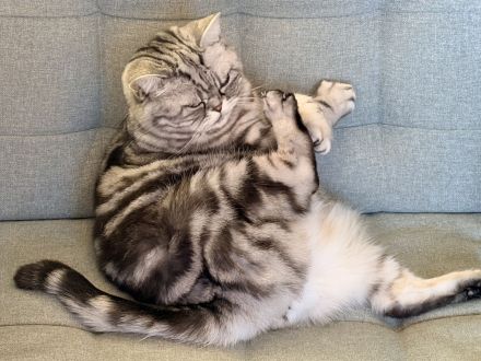 BKH Geschwister Giulietta und Gettone