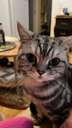 BKH Geschwister Giulietta und Gettone