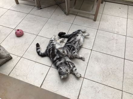 BKH Geschwister Giulietta und Gettone