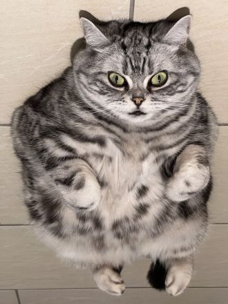 BKH Geschwister Giulietta und Gettone