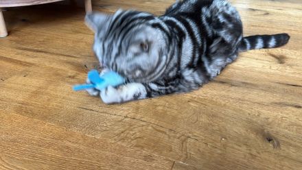 BKH Geschwister Giulietta und Gettone