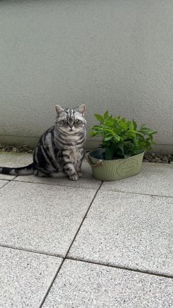 BKH Geschwister Giulietta und Gettone