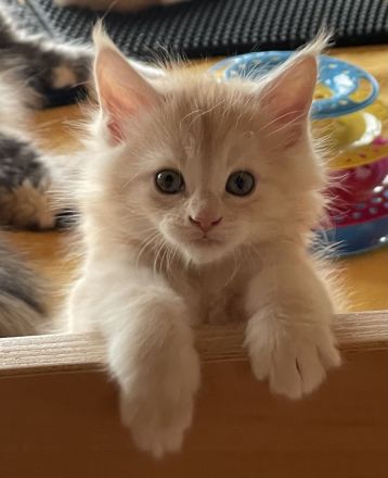 Maine Coon Kitten geb. am 16.02.2026 mit Stammbaum