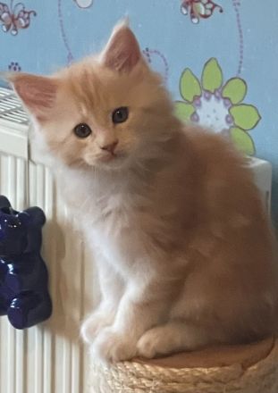 Maine Coon Kitten geb. am 16.02.2026 mit Stammbaum