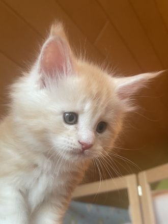 Maine Coon Kitten geb. am 16.02.2026 mit Stammbaum