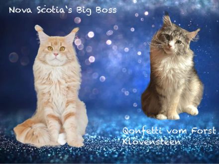 Maine Coon Kitten geb. am 16.02.2026 mit Stammbaum