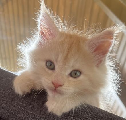 Maine Coon Kitten geb. am 16.02.2026 mit Stammbaum