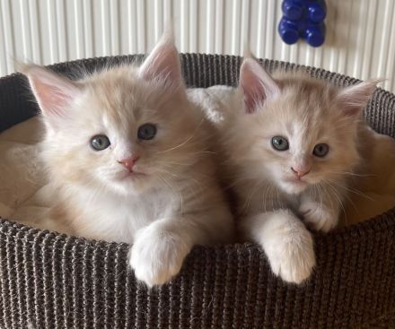 Maine Coon Kitten geb. am 16.02.2026 mit Stammbaum