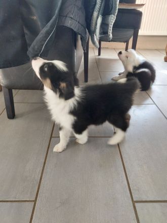 Australian Shepherd/Border Collie Mischlinge