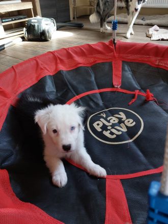 Australian Shepherd/Border Collie Mischlinge