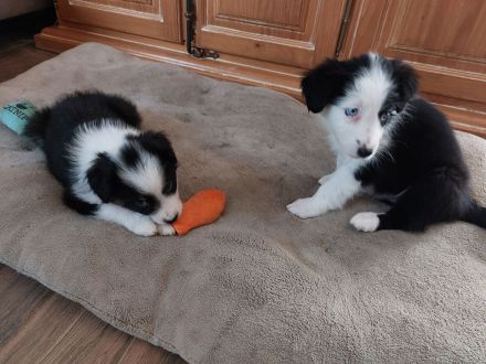 Australian Shepherd/Border Collie Mischlinge