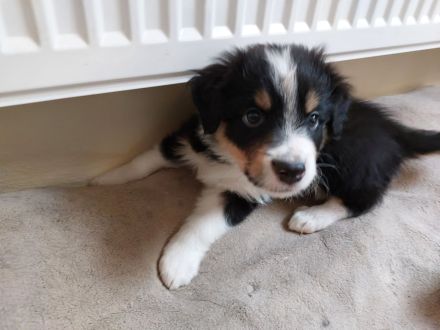 Australian Shepherd/Border Collie Mischlinge