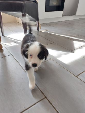 Australian Shepherd/Border Collie Mischlinge