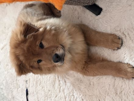 Chow Chow Shiba Inu Mix Welpe