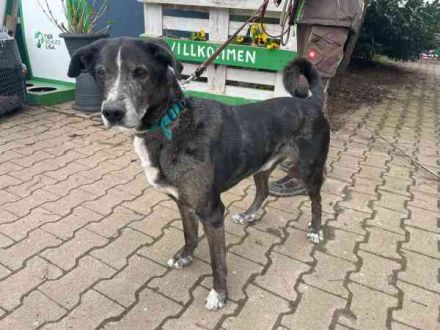 Emil, Mischling, geb. 2017, su. ländliches, ruhiges Zuhause