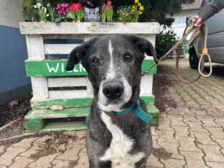 Emil, Mischling, geb. 2017, su. ländliches, ruhiges Zuhause