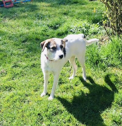 Tolles liebes Mädchen sucht neues Zuhause