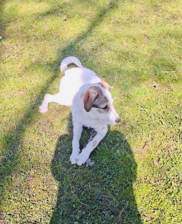 Tolles liebes Mädchen sucht neues Zuhause