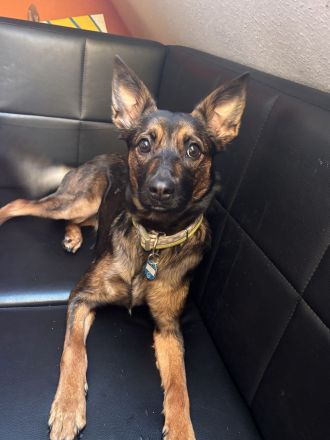 Malinois Terrier Mix abzugeben