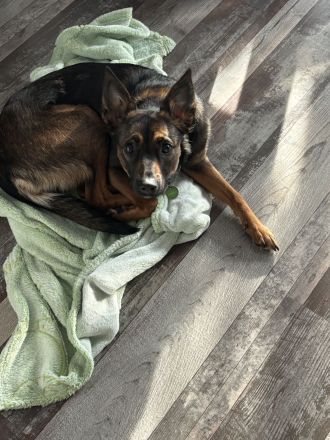 Malinois Terrier Mix abzugeben