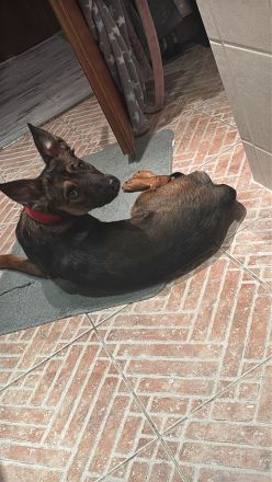 Malinois Terrier Mix abzugeben