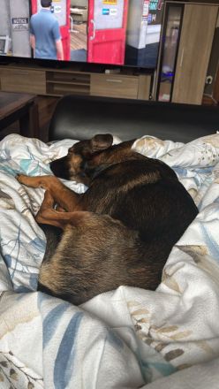 Malinois Terrier Mix abzugeben