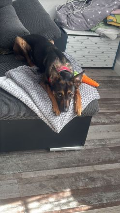 Malinois Terrier Mix abzugeben