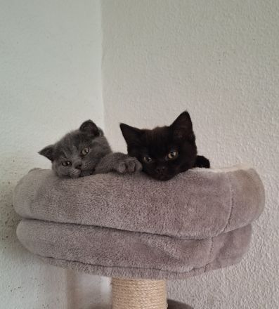 BKH Kitten zu noch ein liebevolles Zuhause