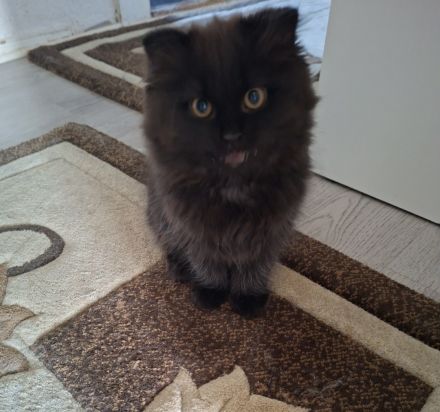 BKH Kitten zu noch ein liebevolles Zuhause